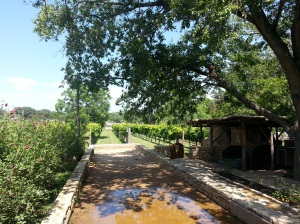 Some of the surrounding vineyards at Salt Lick Cellars and The Salt Lick restaurant