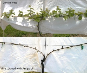 Figure 3. Control and oil-treated Riesling vines (May 20, 2014).