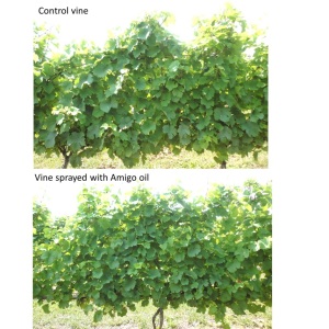 Figure 4. Control and oil-treated Riesling vines (July 9, 2014).