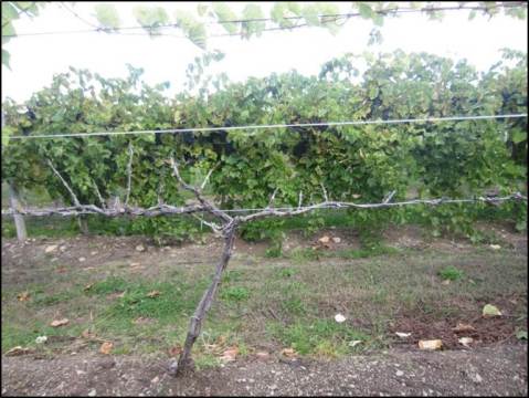 Figure 1. Cold damage at Lake Erie Regional Grape Research and Extension Center vineyard. In the front: cold sensitive Syrah (V. vinifera  L.) vine killed back to the ground.  In the back: Healthy cold hardy Marquette (Vitis spp.) vines. 