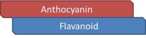 Figure 5: Schematic Picture Emphasizing Direct Covalent Linkage of Anthocyanin with Another Flavonoid Unit for Polymeric Pigment Formation