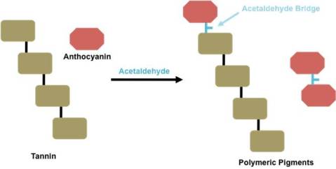 Figure 2. Polymeric pigment formation by reaction with acetaldehyde.