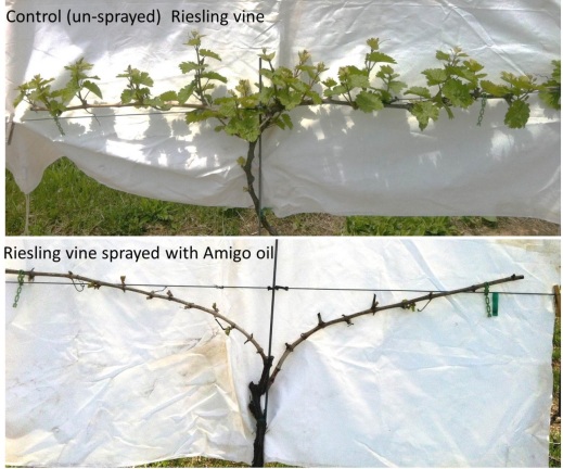 Figure 1. Control and oil-treated Riesling vines (May 20, 2014).