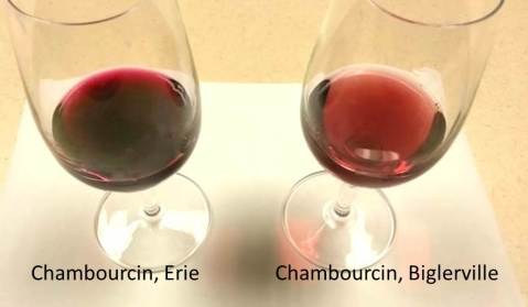 Chambourcin Wines in 2013 Vintage Year Showing Red Color Intensity Differences Between 2 Vineyard Sites in PA.