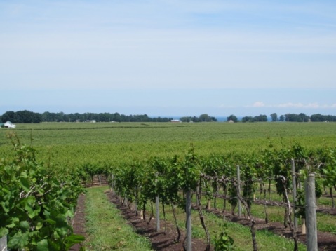 Figure 1. View of vineyards in North East, Pennsylvania.