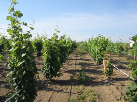 Figure 3. Riesling vines. The grower has retained all the suckers the vines produced. Two suckers per vine will be trained to be new trunks and cordons.