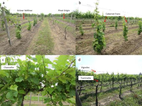 Figure 4. Grüner Veltliner, Pinot Grigio (a), Cabernet Franc (b) and Chancellor vines (c) at the variety evaluation planting established at LERGREC. Traminette and Vignoles vines at a commercial vineyard located in the Lake Erie region.
