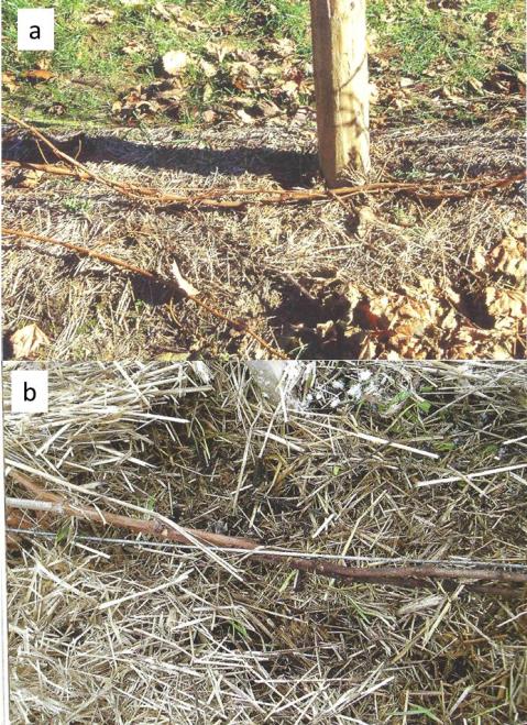 Figure 5. Canes tucked around (a) a plastic bailing twine or (b) a wire. Canes are covered with straw before the winter. Photos credit: Sigel G., Winter Injury to Grapevines and Methods of Protection. 