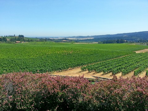 View of the Willamette Valley from Bethel Heights Vineyard.