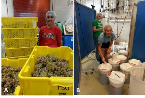 Figure 9:  The Crouch Fellowship currently supports a project pertaining to the impact of spray-on frost protection products on grape and wine quality.  A: Graduate student, Maria Smith, gets ready for a full day of processing after a full day of harvest. B: Marielle and Cara monitor the red wine fermentations through daily punch downs, temperature logs, and Brix measurements.  Photos by: Denise M. Gardner
