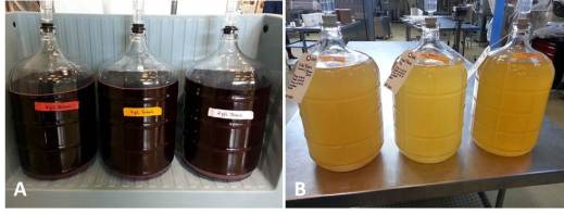 Figure 8: This year’s NE-1020 variety trial projects include yeast trials, an evaluation of tartaric acid additions to red wine varieties grown in high potassium vineyard sites (A), and pre-fermentation juice treatments in Vidal Blanc wines (B).  Photos by: Denise M. Gardner