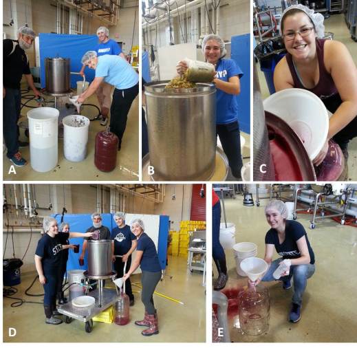 Figure 7: Pressing [white/rosé] juice or finished [red] wine is always an experience. A: Gary, George, and Garrett press rosé to prepare for overnight settling, B: Stephanie loads the press with crushed white berries, C: Allie fills a carboy of finished red wine, D: Laura, Marlena, Gary, Garrett, and Blair preparing for red wine pressing, and E: Marielle sits in the splash zone for red wine pressing.  Photos by: Denise M. Gardner