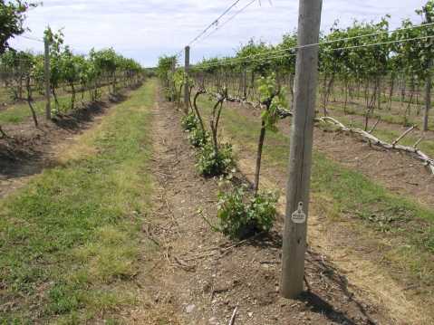 Figure 3: Picture from the NE1020 grape variety trial at North East in Erie county PA. Note the six-year-old Gruner veltliner/101-14 vines (foreground) that were laid low by the 2014 Polar Vortex. Although existing canopies are dead or nearly dead, a flush of sucker growth from the scion (protected by hilling during the previous fall) provides the means for trunk renewal. Also note the full canopies of cold hardy French hybrids within the same block. While ALL cultivars of V. vinifera were killed back to the ground, all hybrids went on to produce partial to full crops in that year. 