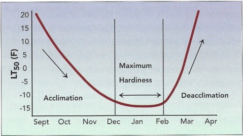 Figure 2. Profile of bud cold hardiness in grapevines.  Figure from Zabadal et al. 2007.