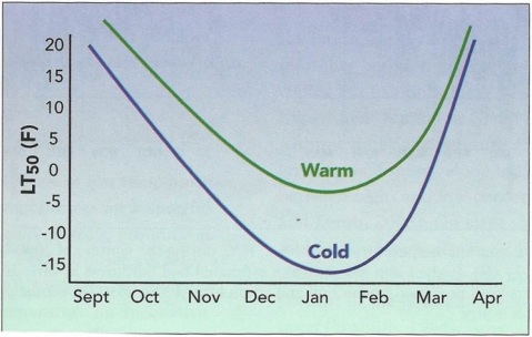 Figure 3. Profile of bud cold hardiness of the same grapevine variety in a cold (New York) and a warm (Virginia) region.  Figure from Zabadal et al. 2007.