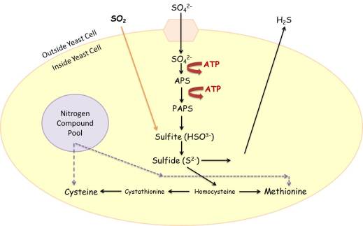 Figure 1: A simplified version of the sulfate reduction pathway.